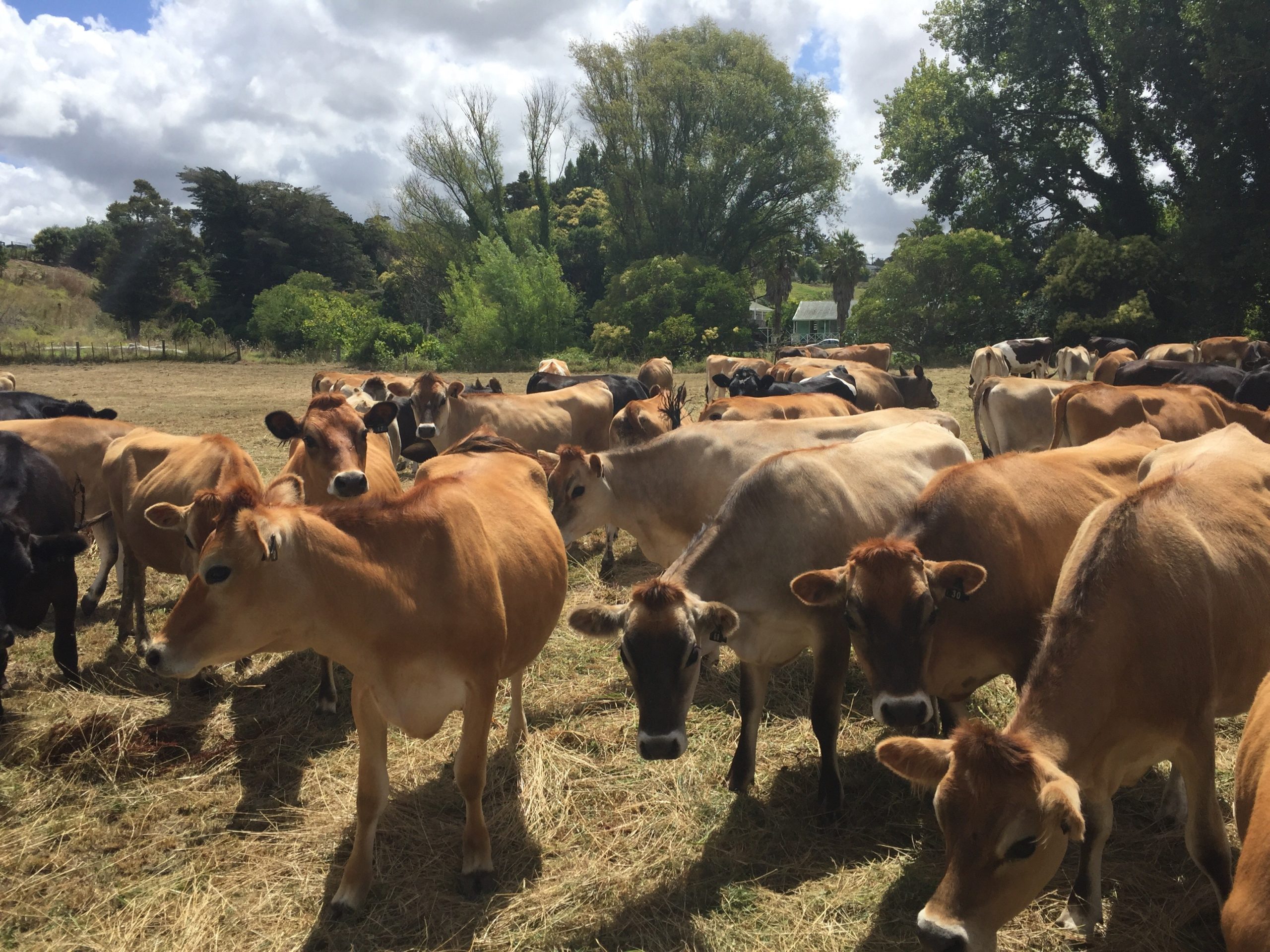 dealing-with-milk-fever-jersey